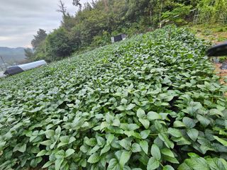 서상진님의 O학년 △반 이세요? · 참여글 작성글 사진