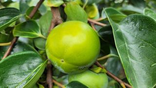 빈현린님의 감 · 자유게시판 작성글 사진