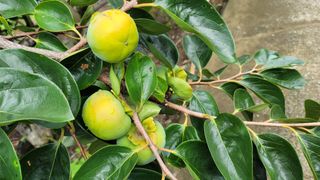 빈현린님의 감 · 자유게시판 작성글 사진