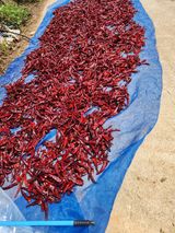 팜모닝 O학년 △반 이세요?·참여글 게시글 이미지