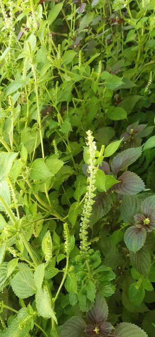 새리님의 자유주제 · 자유게시판 작성글 사진