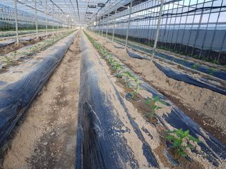 꽃같이바람같이님의 O학년 △반 이세요? · 참여글 작성글 사진