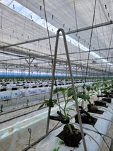 팜모닝 매실·자유게시판 게시글 이미지