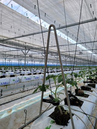 출첵~~~님의 매실 · 자유게시판 작성글 사진