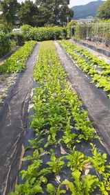 팜모닝 O학년 △반 이세요?·참여글 게시글 이미지