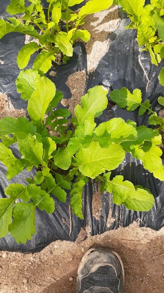 초보텃밭님의 O학년 △반 이세요? · 참여글 작성글 사진