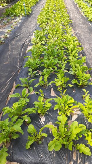 초보텃밭님의 O학년 △반 이세요? · 참여글 작성글 사진