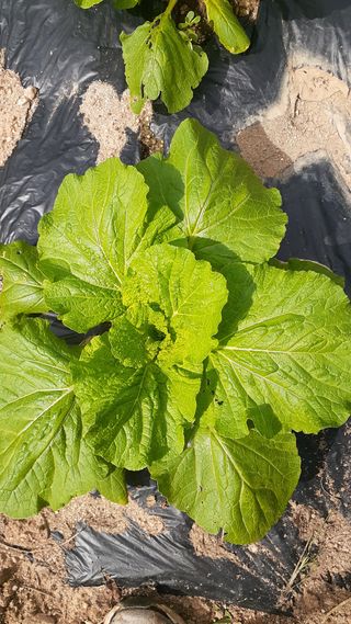 초보텃밭님의 O학년 △반 이세요? · 참여글 작성글 사진