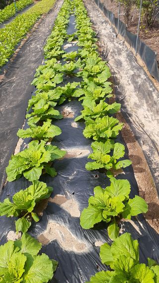 초보텃밭님의 O학년 △반 이세요? · 참여글 작성글 사진