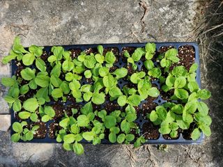 김나영 (천일염소금님의 자유주제 · 자유게시판 작성글 사진