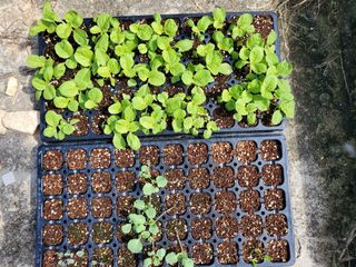 김나영 (천일염소금님의 자유주제 · 자유게시판 작성글 사진