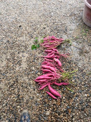 장기수님의 O학년 △반 이세요? · 참여글 작성글 사진