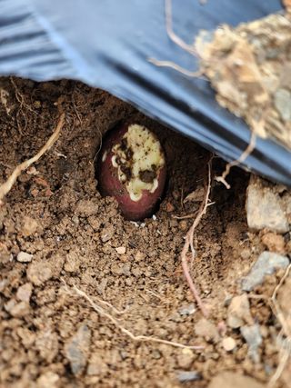 박병한님의 고구마 · 영농일지 작성글 사진