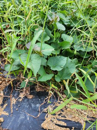 박병한님의 고구마 · 영농일지 작성글 사진