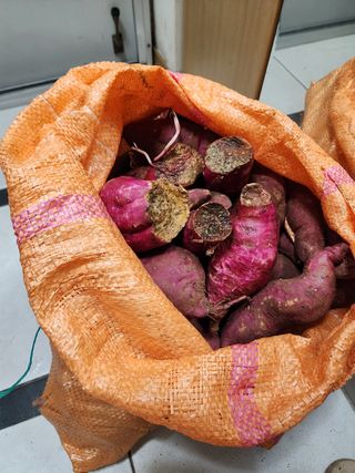 박병한님의 고구마 · 영농일지 작성글 사진