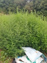 팜모닝 기타작물·자유게시판 게시글 이미지