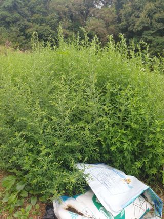 지대식님의 기타작물 · 자유게시판 작성글 사진