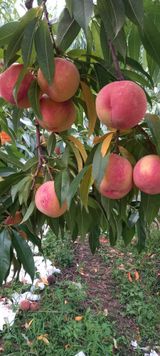 팜모닝 O학년 △반 이세요?·참여글 게시글 이미지