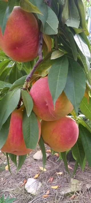 강성분님의 O학년 △반 이세요? · 참여글 작성글 사진