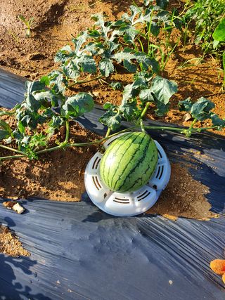 이복주님의 양파 · 자유게시판 작성글 사진