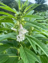 팜모닝 마늘·일상 게시글 이미지