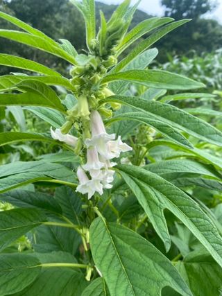 금붕어빵님의 마늘 · 일상 작성글 사진