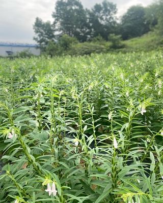 금붕어빵님의 마늘 · 일상 작성글 사진