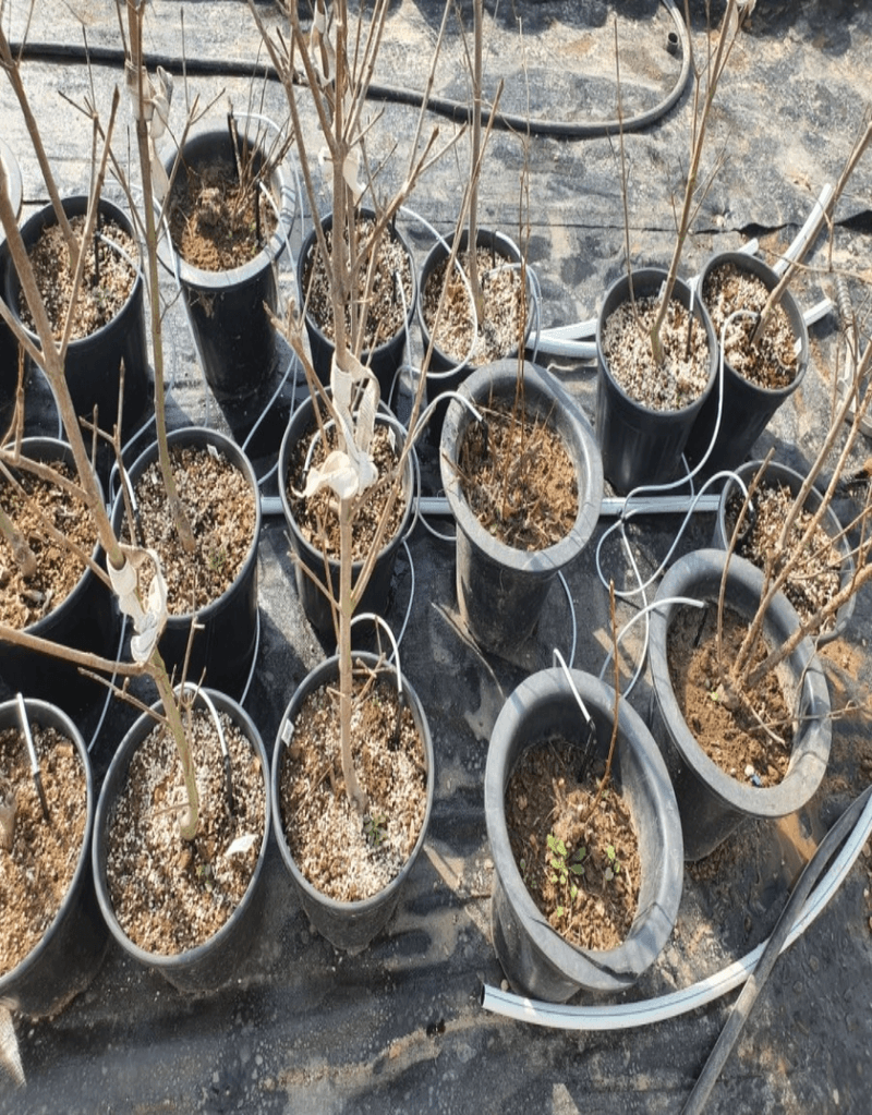 포깅농자재님의 장터 판매 상품 [네타핌점적 버튼 조립세트 60cm] 첨부 사진