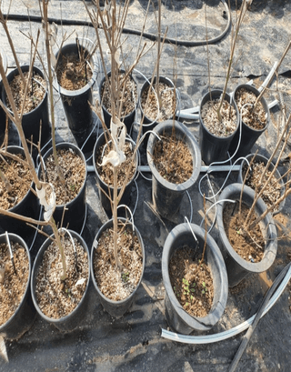 포깅농자재님의 작성글 사진