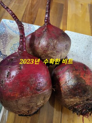 박순례님의 O학년 △반 이세요? · 참여글 작성글 사진