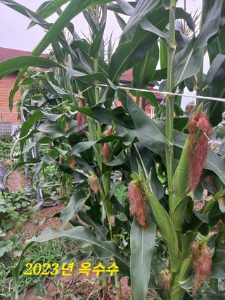 박순례님의 O학년 △반 이세요? · 참여글 작성글 사진