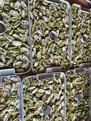 박손분님의 고구마 · 자유게시판 작성글 사진