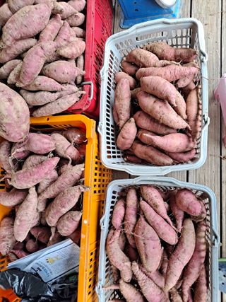 박손분님의 고구마 · 자유게시판 작성글 사진