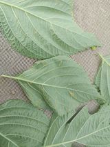 팜모닝 들깨·자유게시판 게시글 이미지