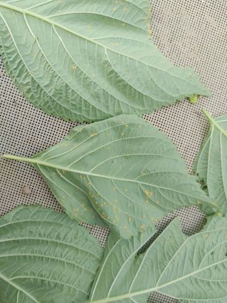 문서연님의 들깨 · 자유게시판 작성글 사진