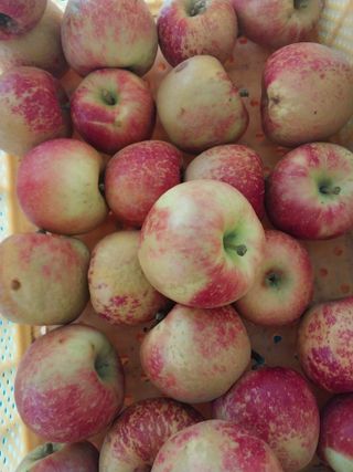 류남열님의 사과 · 자연재해•동물피해 작성글 사진