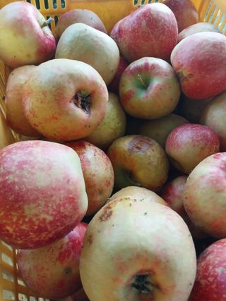 류남열님의 사과 · 자연재해•동물피해 작성글 사진