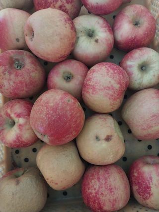 류남열님의 사과 · 자연재해•동물피해 작성글 사진