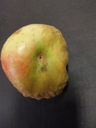 류남열님의 사과 · 자연재해•동물피해 작성글 사진