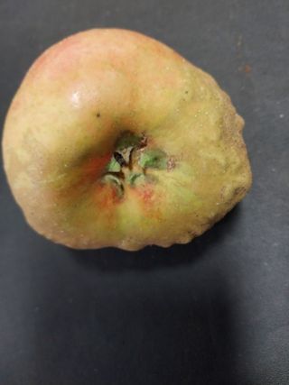 류남열님의 사과 · 자연재해•동물피해 작성글 사진