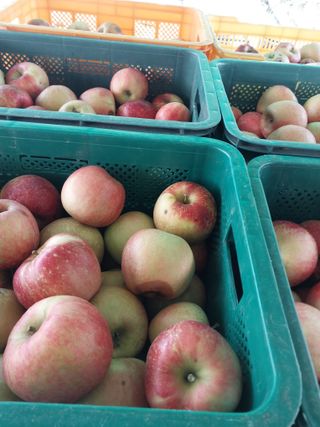 류남열님의 사과 · 자연재해•동물피해 작성글 사진