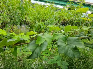 용인농부님의 포도 · 자유게시판 작성글 사진