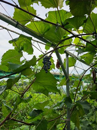 용인농부님의 포도 · 자유게시판 작성글 사진