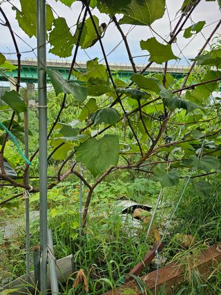 용인농부님의 포도 · 자유게시판 작성글 사진