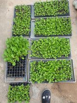 팜모닝 배추·일상 게시글 이미지