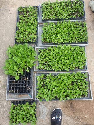 오영관님의 배추 · 일상 작성글 사진