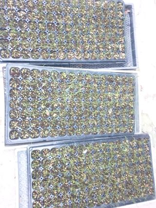 오영관님의 배추 · 일상 작성글 사진