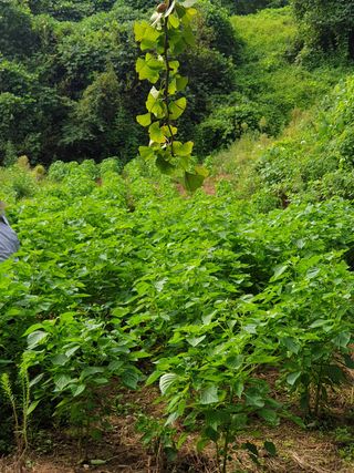 만대산후손님의 들깨 · 영농일지 작성글 사진