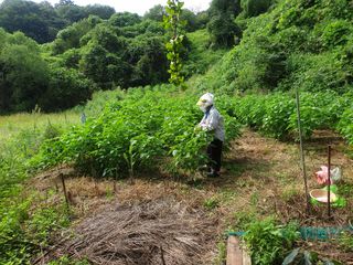 만대산후손님의 들깨 · 영농일지 작성글 사진