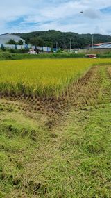 팜모닝 벼·자유게시판 게시글 이미지